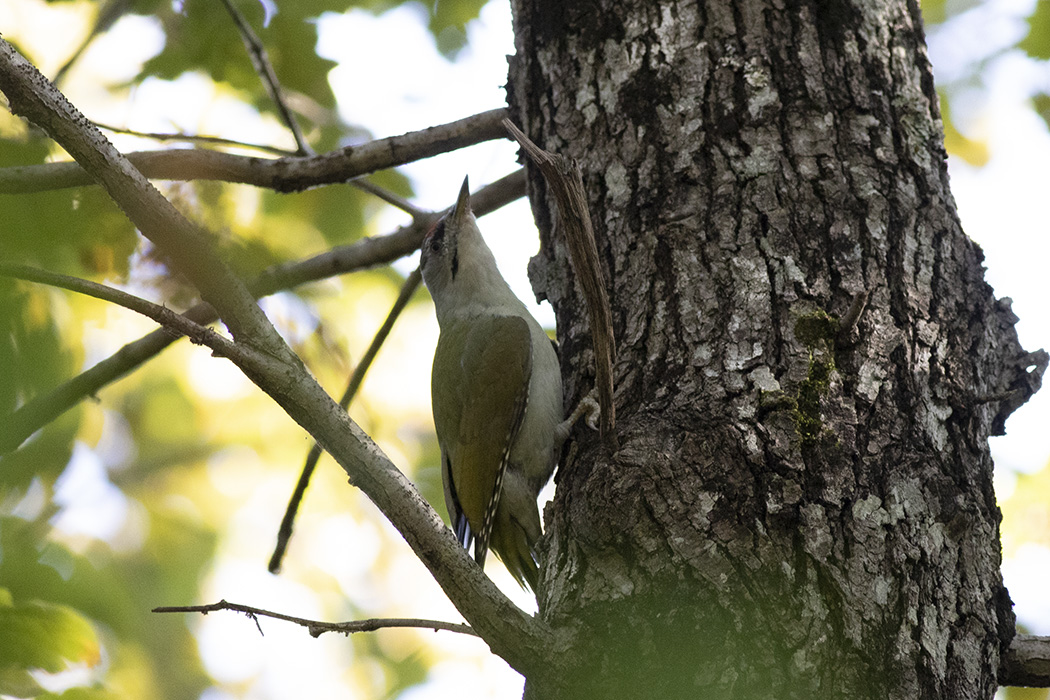 Gray-headed Woodpecker — Ana fotoğraf